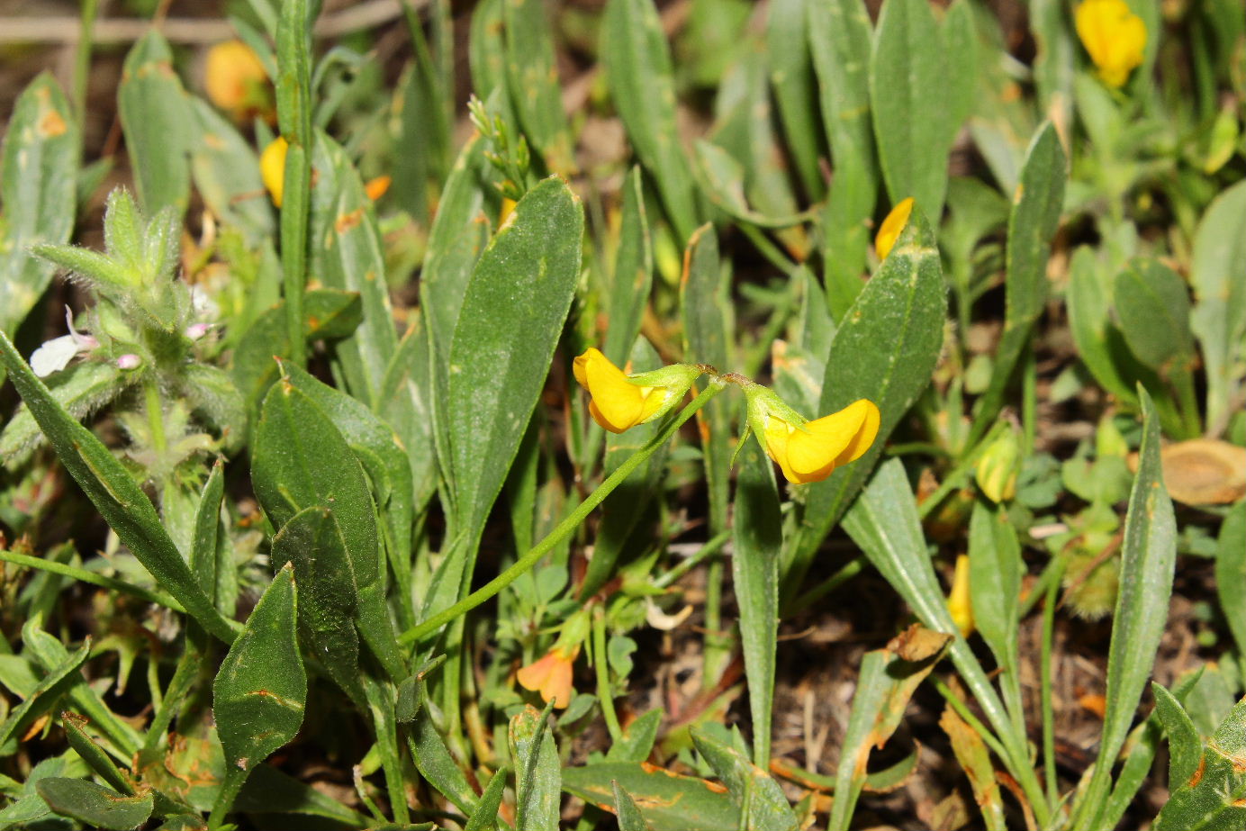 Scorpiurus subvillosus � da confermare